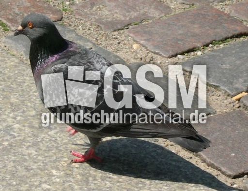 Taube_a.jpg